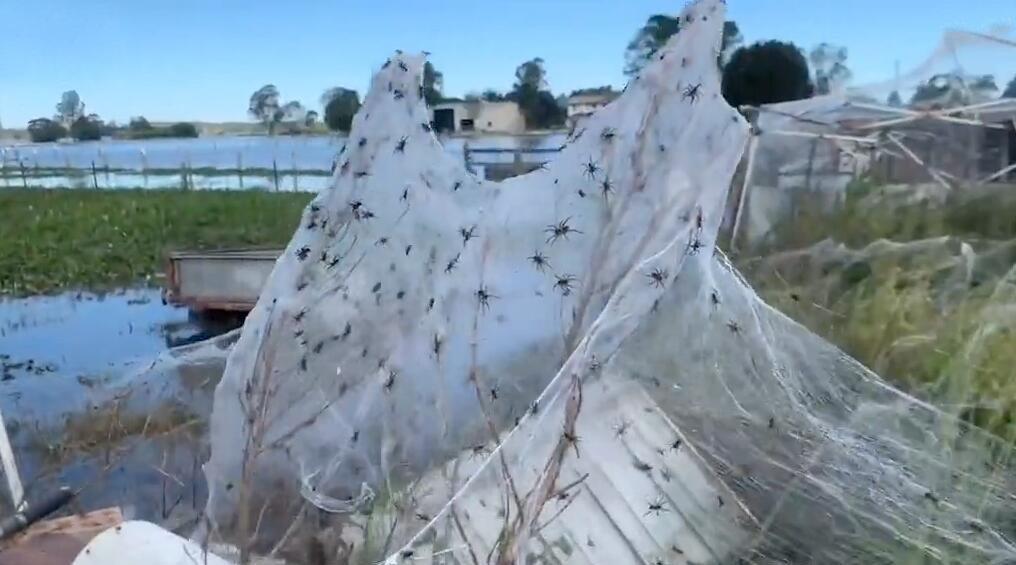 澳大利亚数百万片网蜘蛛在地面织网 密密麻麻覆盖田野
