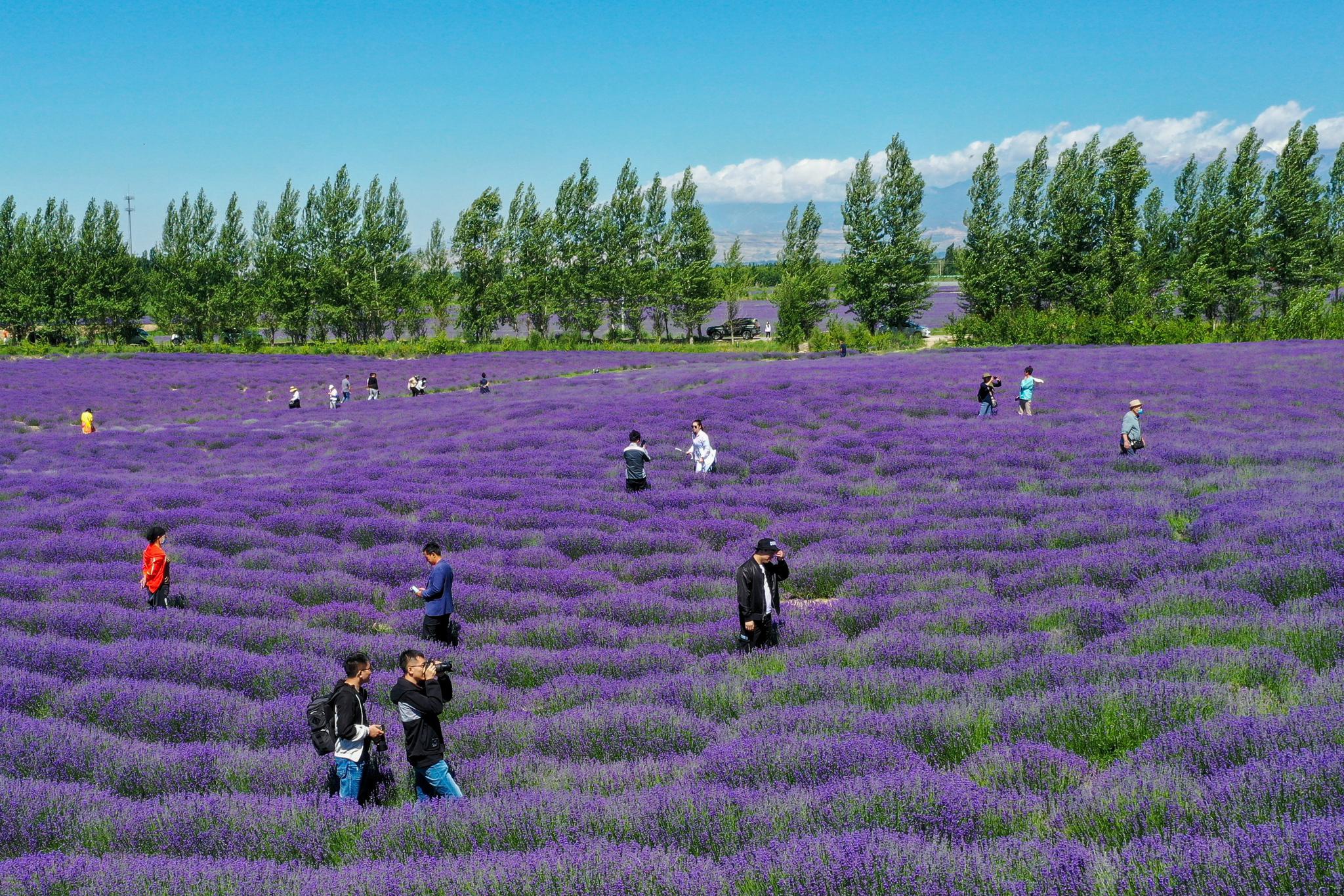 在新疆霍城县芦草沟镇四宫村,游客在薰衣草田里游玩(6月13日摄,无人机