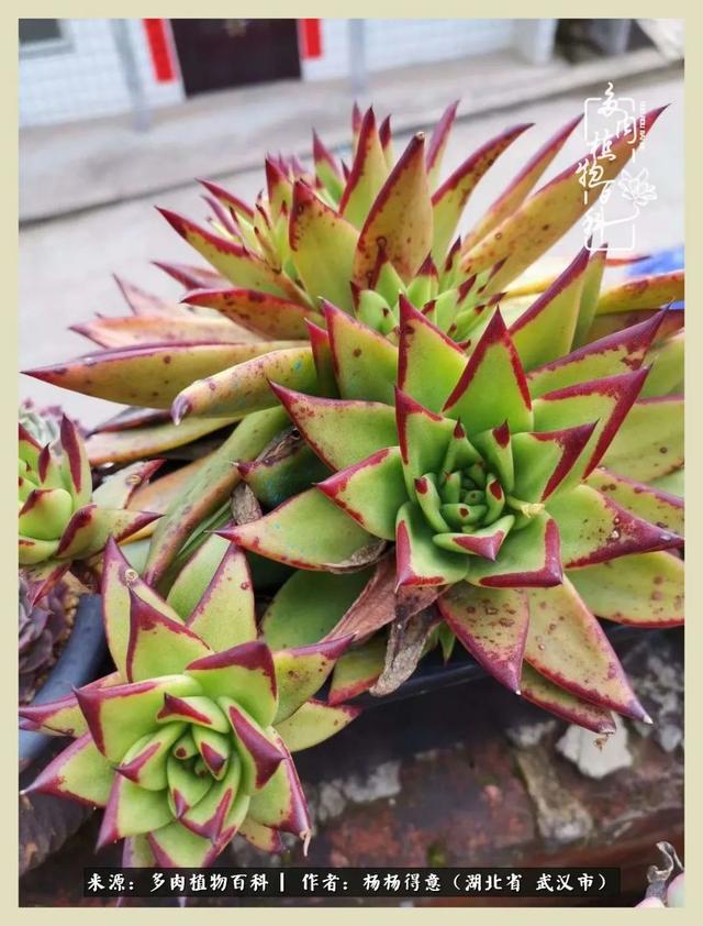 多肉小院之人生若只如初见|小院|人生若只如初见|法师_新浪新闻