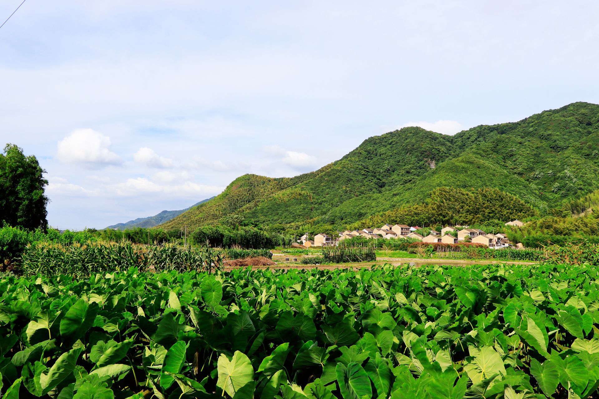 宁波市奉化这个低调的古村不仅山青水秀还有一条美丽的香樟堤