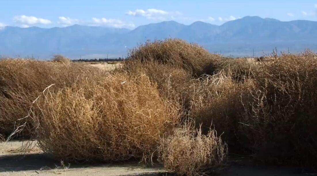 风滚草在中国叫什么(扫帚苗和风滚草是一种植物吗)