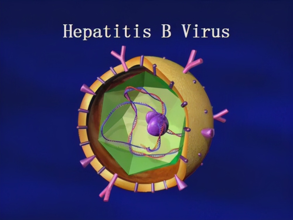 乙肝药物靶标设计方向,核心蛋白hbc,在hbv复制中起重要作用