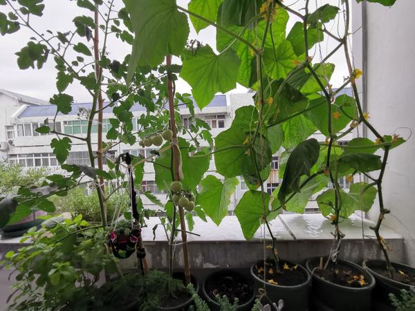 大学“宿舍版”农场来了!周口在校大学生把阳台打造成“菜地”休闲区蓝鸢梦想 - Www.slyday.coM