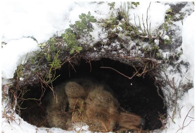 冬眠的蛇一动不动,人类却很羡慕!