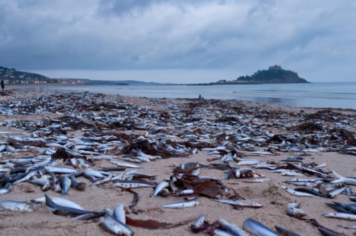 日本600米长海岸出现大规模死鱼,到底发生了什么?鱼能吃吗?