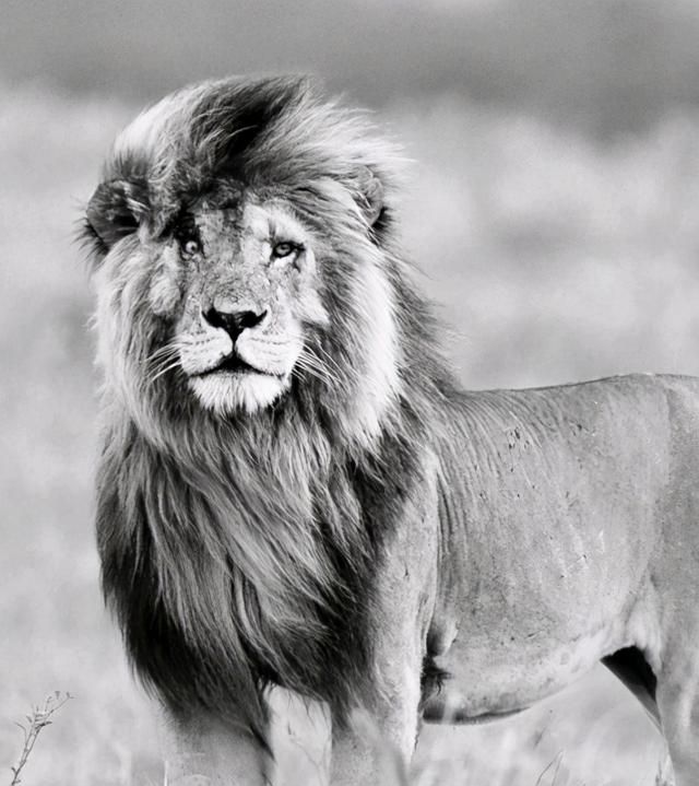 东非狮子的旗帜传奇狮王谢幕船长征战十年拖着残躯回归故土