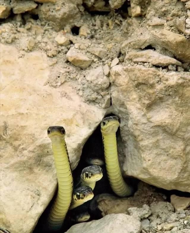 冬眠的蛇一动不动,人类却很羡慕!