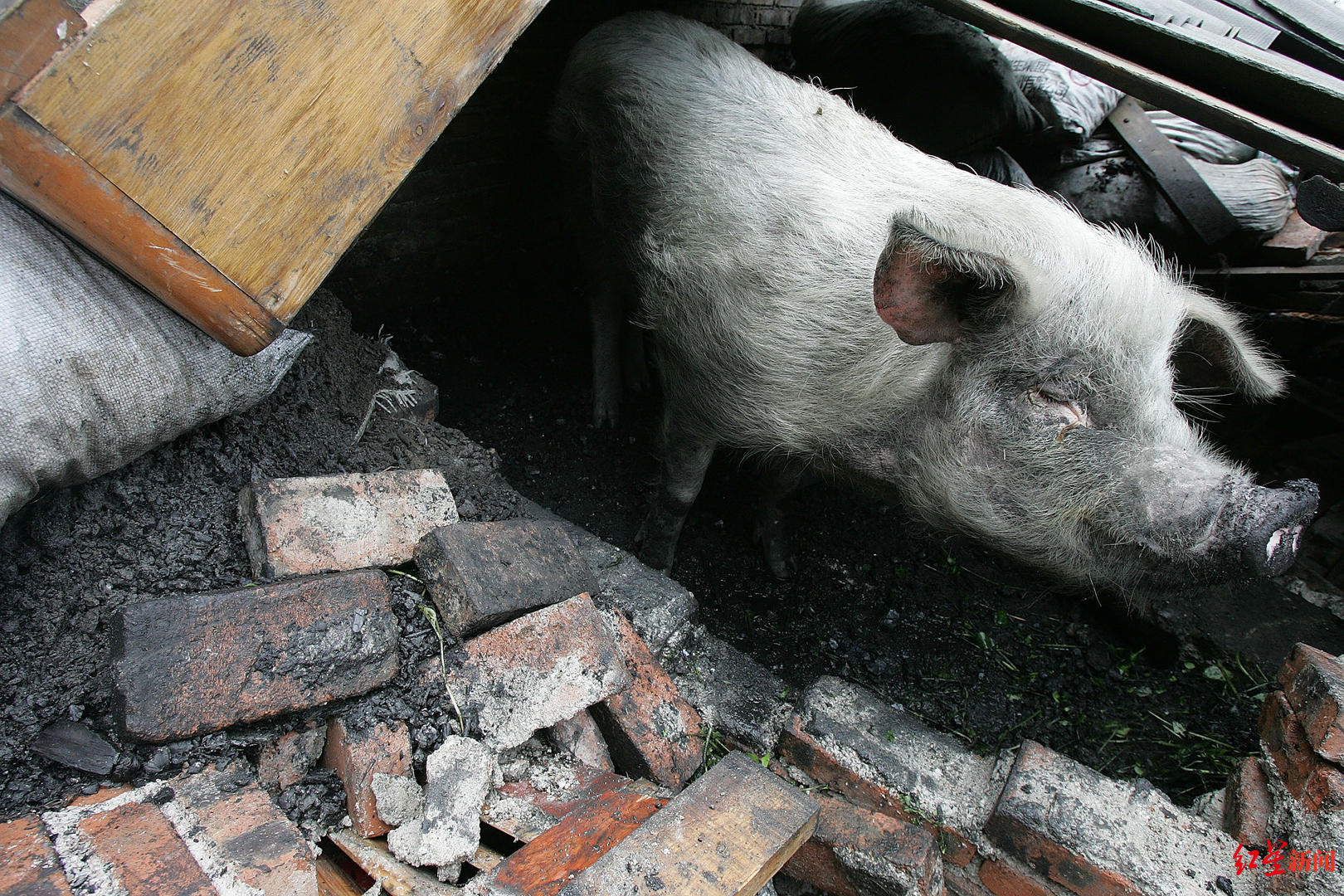 家猪地震时被掩埋 存活40多天后获救（图）