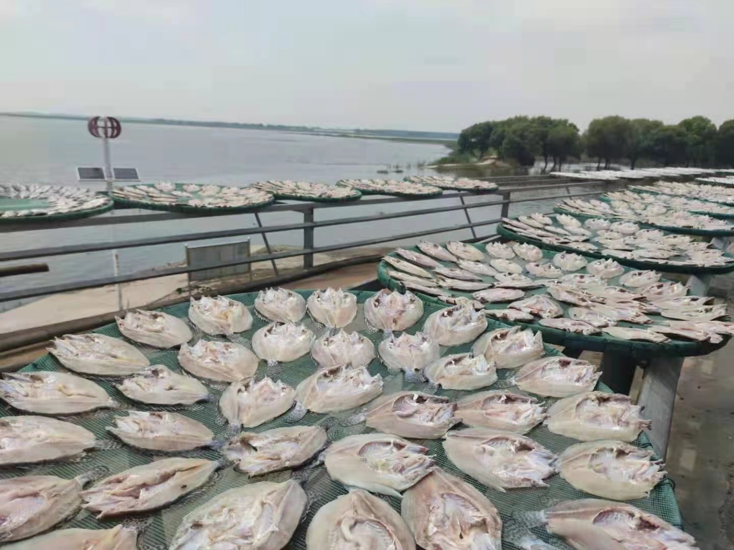 六门闸风干鱼冰与火淬炼出渔民致富新法宝