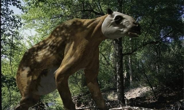 在50万年前就该灭绝的驴头狼多次现身神农架世界怎么了