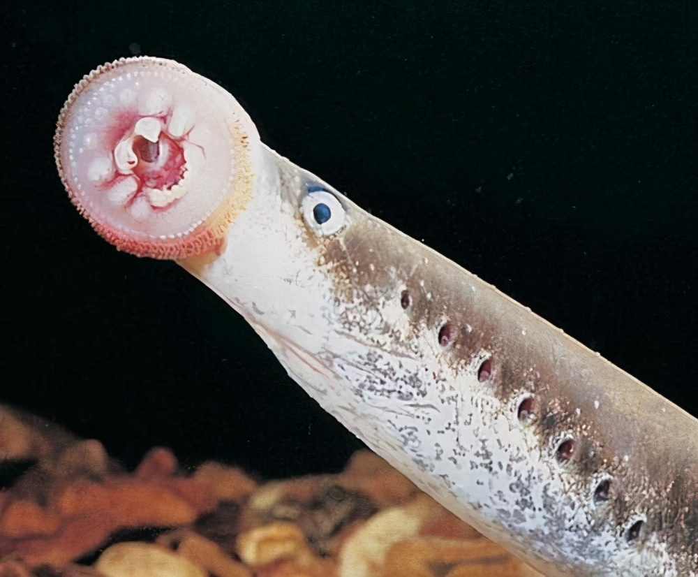 大学生发现世界最早盔甲鱼,距今4.3亿年前,就在湖北武汉一带|刘一龙|