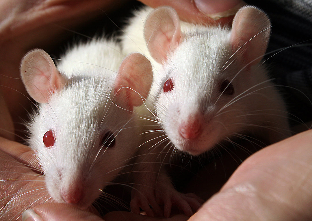 男性也能妊娠?中国科学家给雄鼠移植子宫,生出10只后代