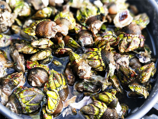 海鲜|狗爪|泥螺_新浪新闻