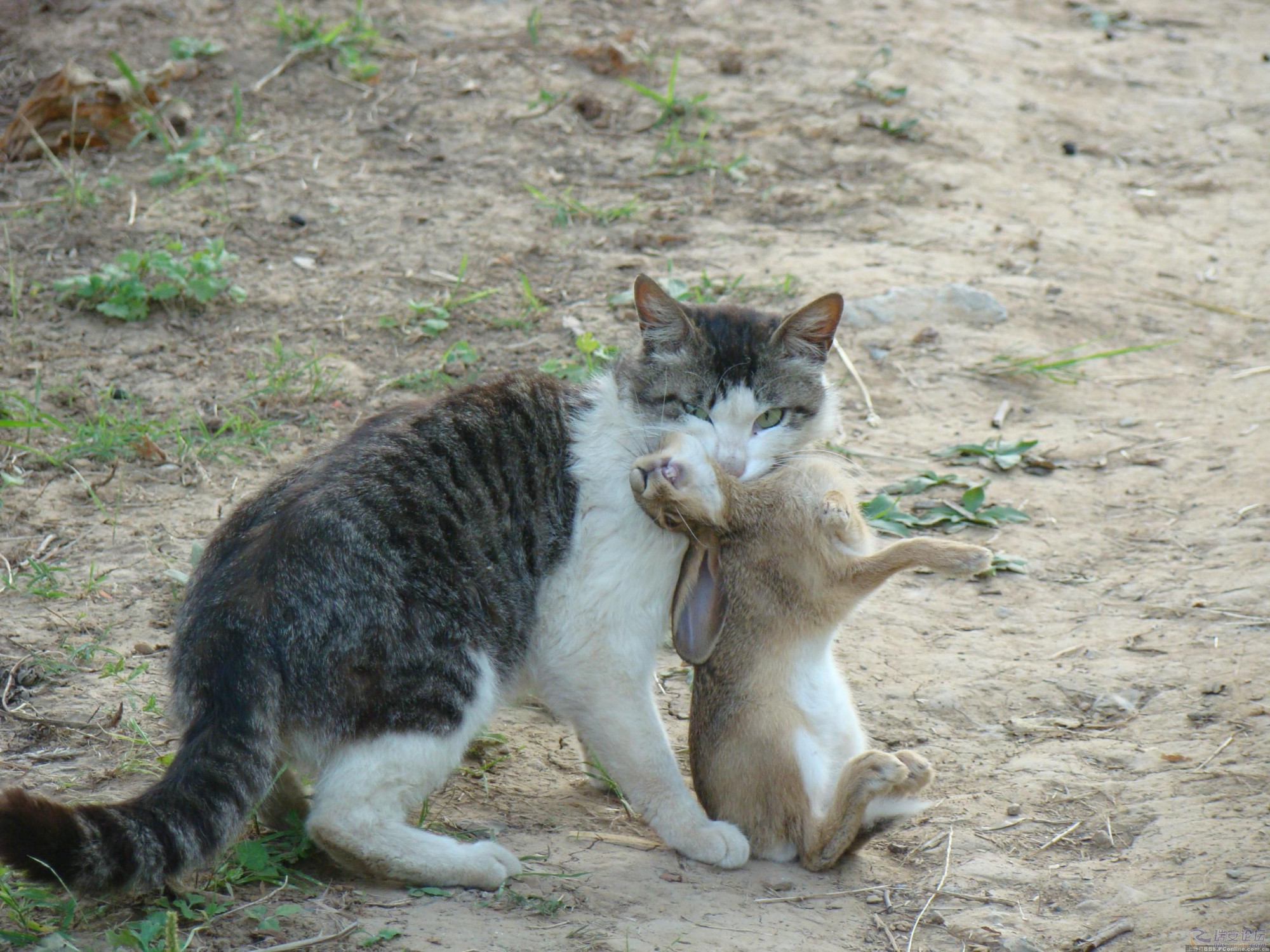 猫咪隔三差五抓兔子回家把主人都整懵了凭实力养活自己吗