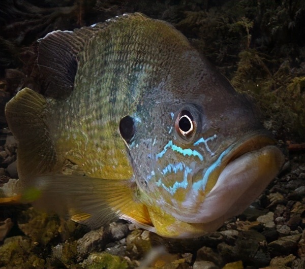 我国多地出现美洲太阳鱼此鱼已在日本灭了鳑鲏吃货们快来狙击