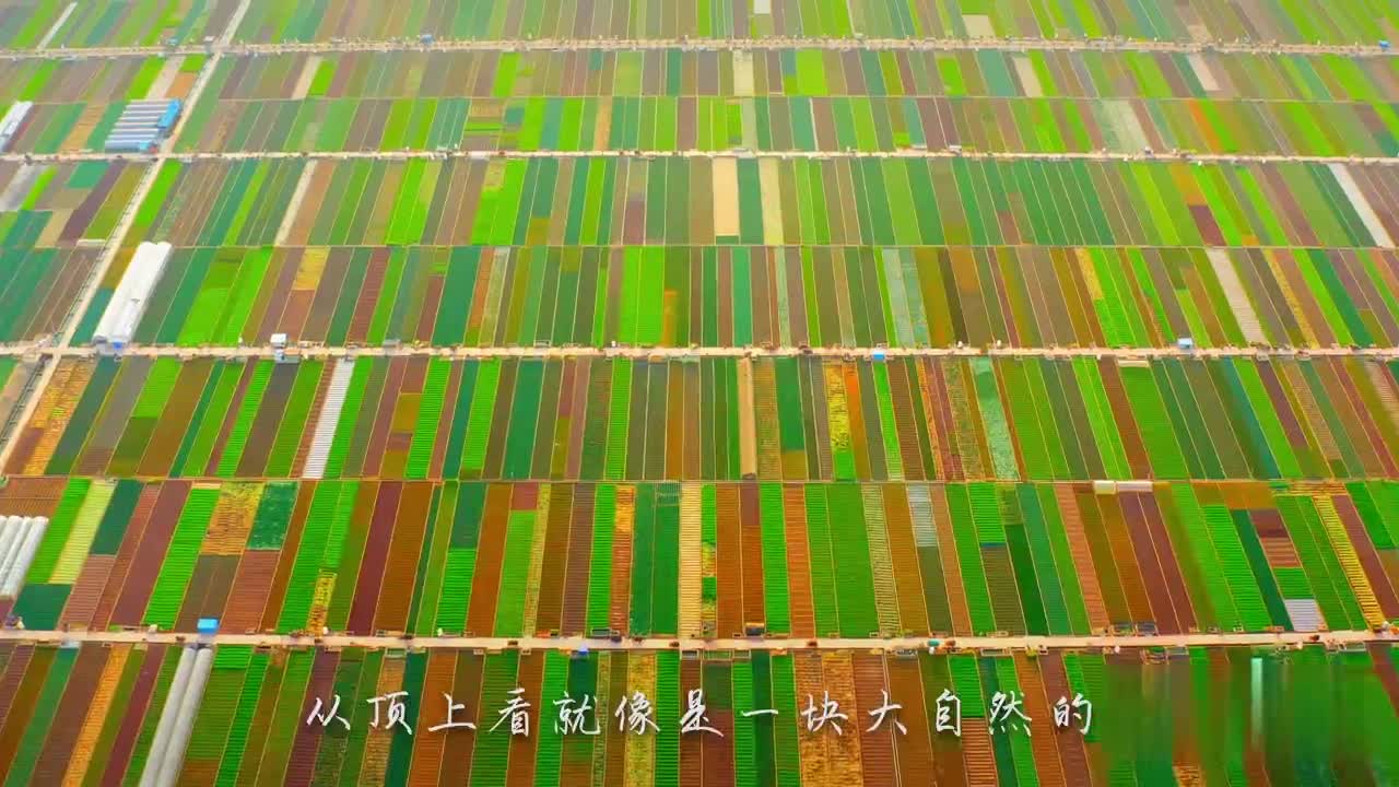 云南的"菜篮子"通海县,整齐的蔬菜像种在田里的调色盘