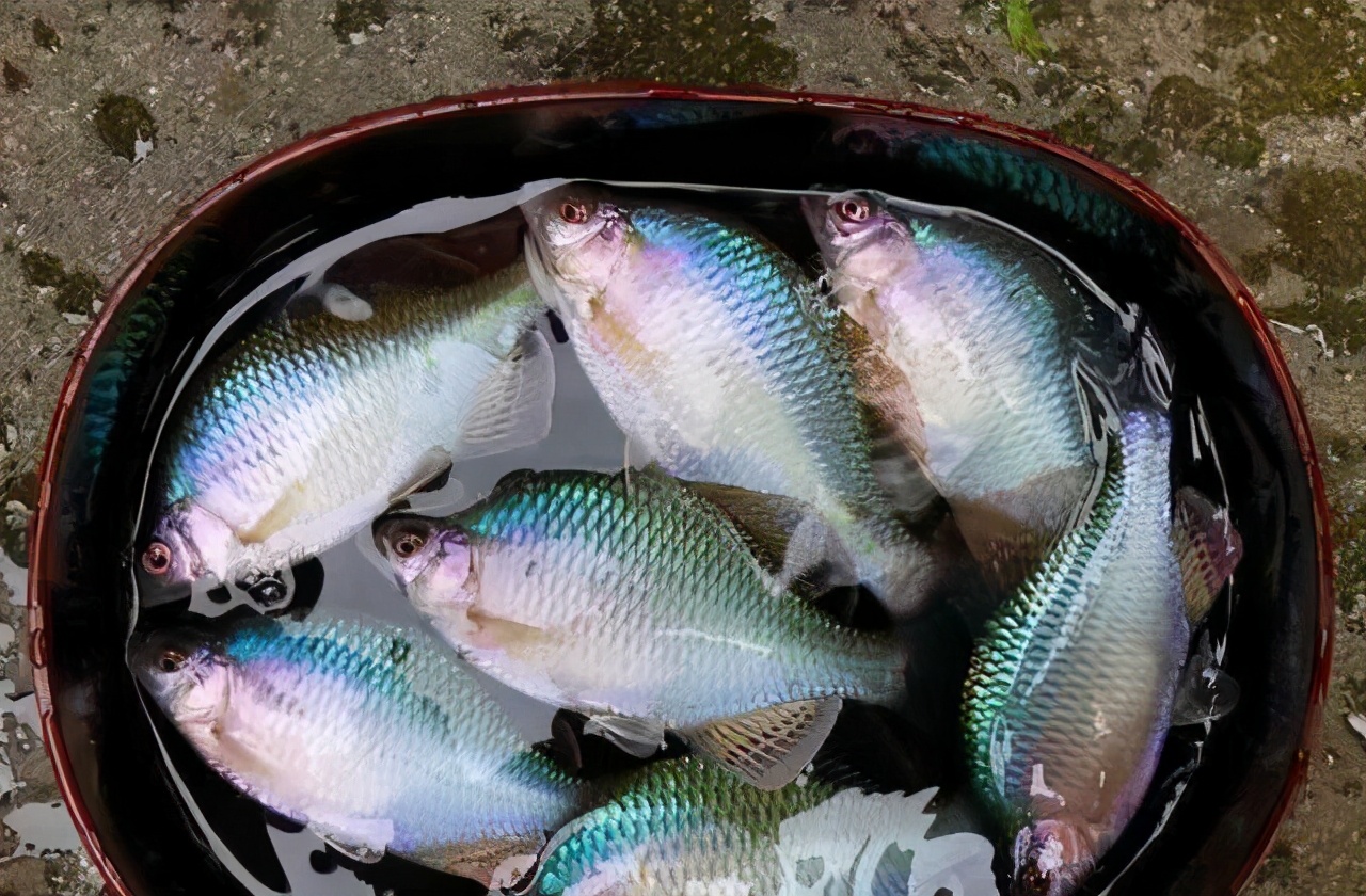 被认为是最漂亮的一种野生淡水鱼类,但是太阳鱼的到来,很可能让我国