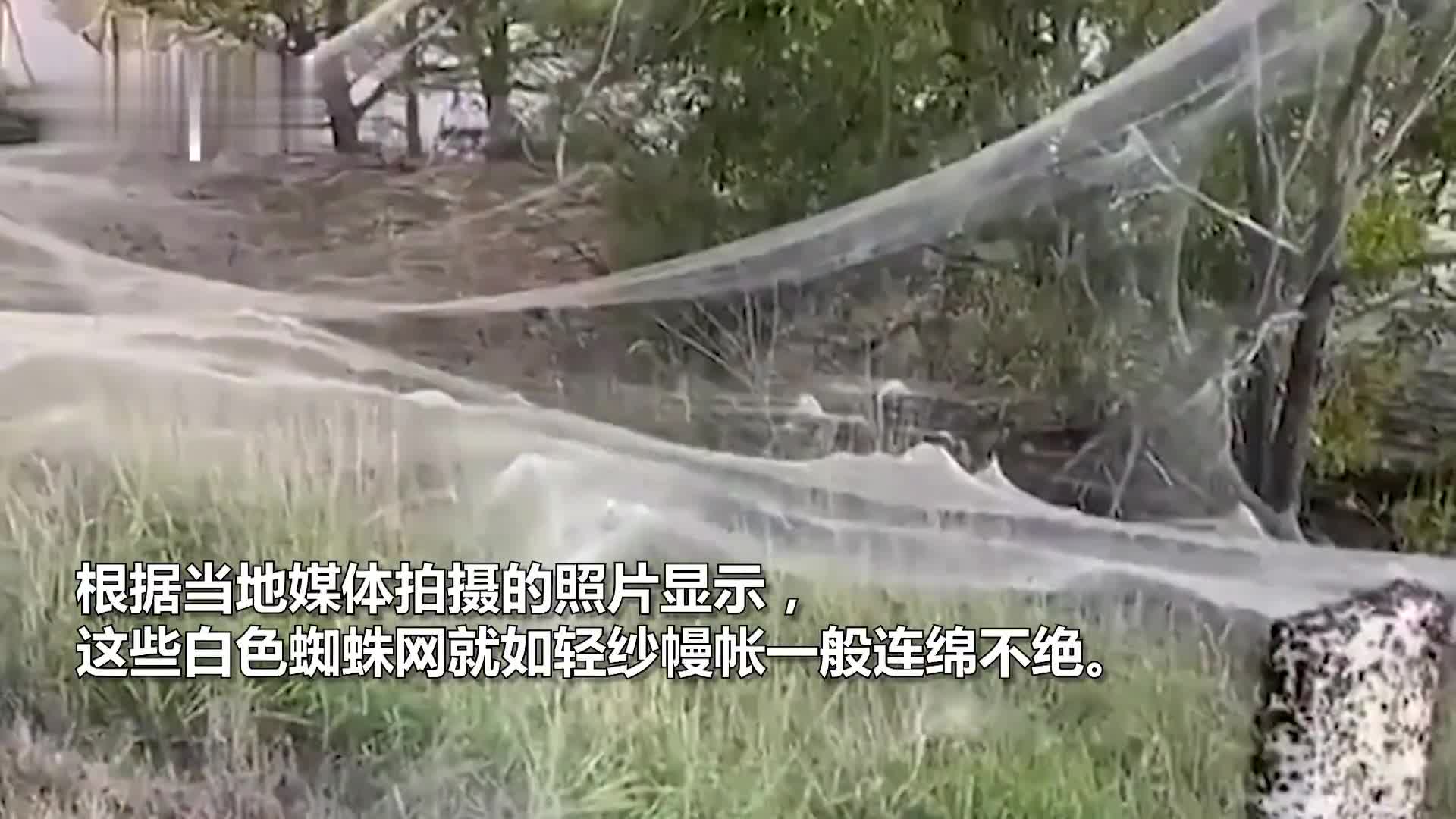 澳大利亚出现超大蜘蛛网！绵延一公里多 整个小镇犹如“盘丝洞”