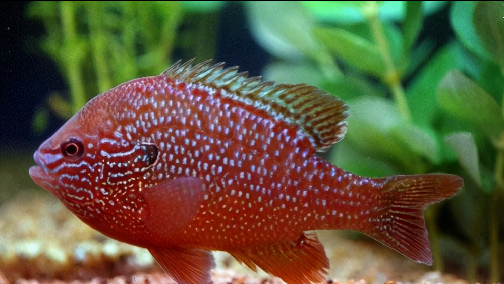 我国多地出现美洲太阳鱼此鱼已在日本灭了鳑鲏吃货们快来狙击