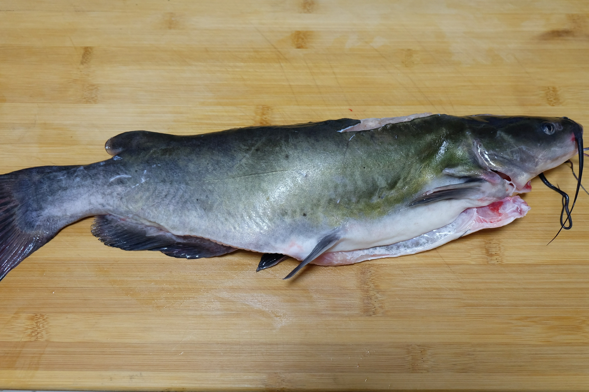 黄豆酱,原味黄豆酱,玉米油,生姜粉;【需要的食材】:2斤以上的鮰鱼1条