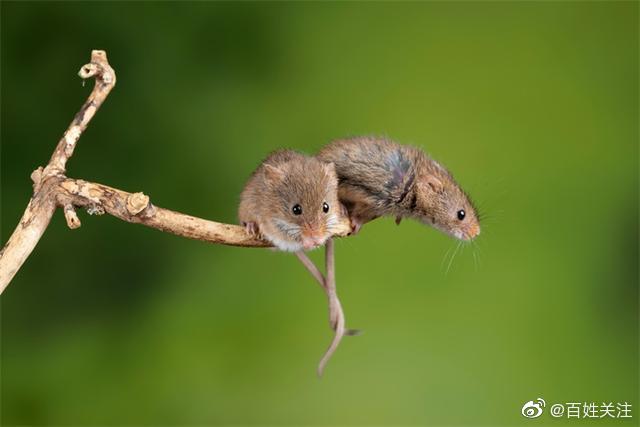 全球首次!中国科学家成功让公鼠怀孕,并顺利诞下10只健康幼崽休闲区蓝鸢梦想 - Www.slyday.coM 全球首次!中国科学家成功让公鼠怀孕,并顺利诞下10只健康幼崽休闲区蓝鸢梦想 - Www.slyday.coM