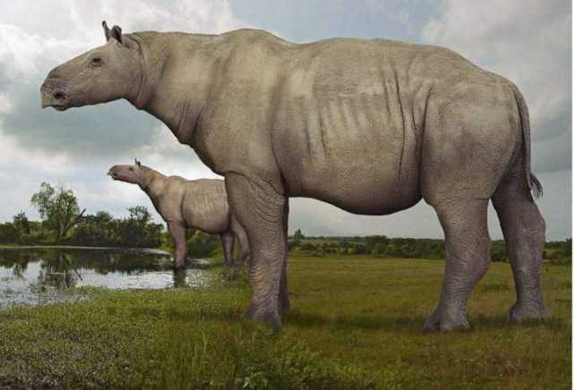 重如四头大象恐龙外最大陆生动物新王者出现临夏巨犀成新冠军