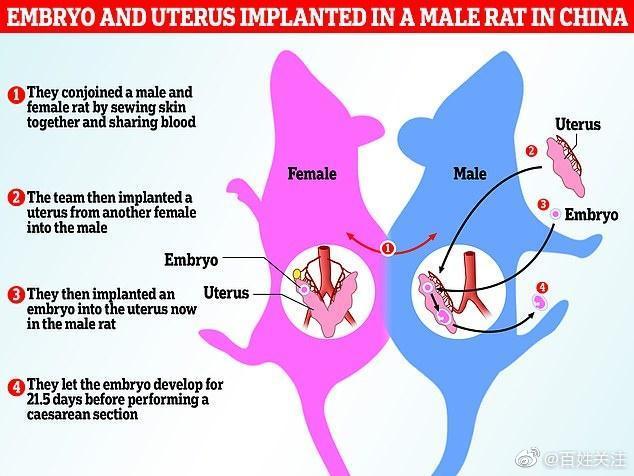 全球首次!中国科学家成功让公鼠怀孕,并顺利诞下10只健康幼崽休闲区蓝鸢梦想 - Www.slyday.coM 全球首次!中国科学家成功让公鼠怀孕,并顺利诞下10只健康幼崽休闲区蓝鸢梦想 - Www.slyday.coM