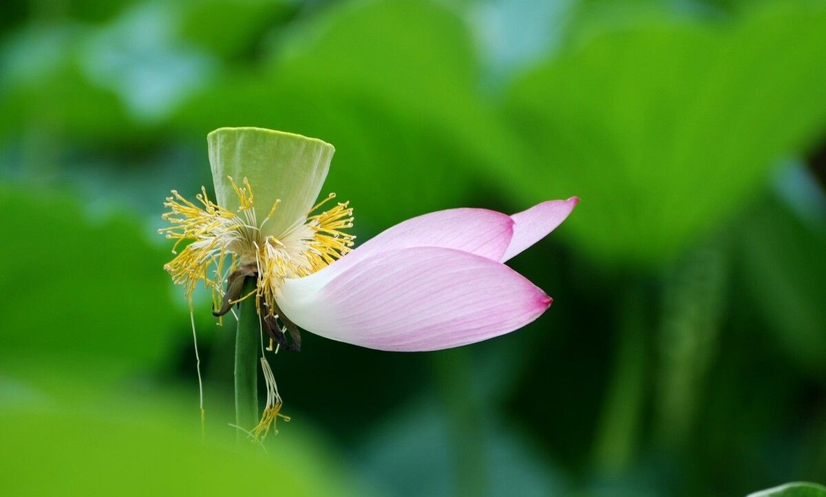 流年无风,陌上清欢若许,光阴静美如初