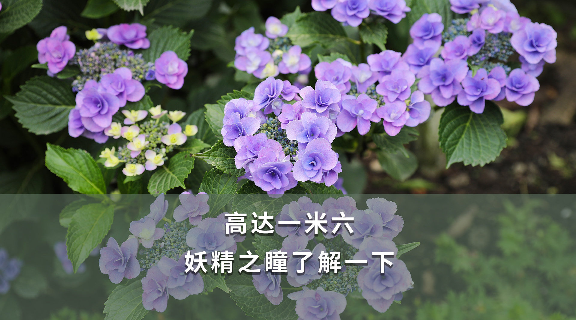 大花量,直立性强的大花绣球"妖精之瞳"