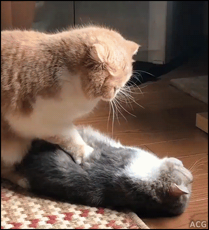 410_451gif 动态图 动图