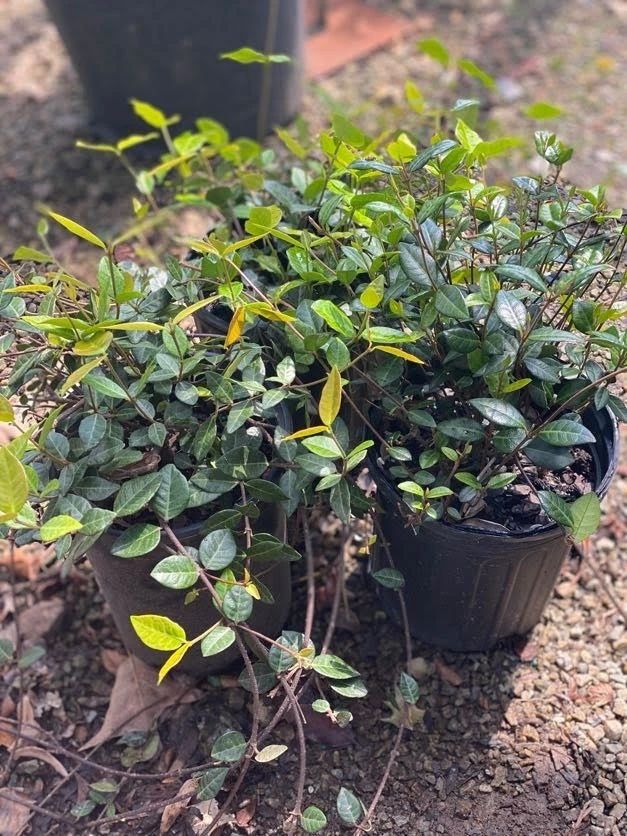 黄金络石花叶络石和竹叶络石各有各的美叶色斑斓的盆栽植物