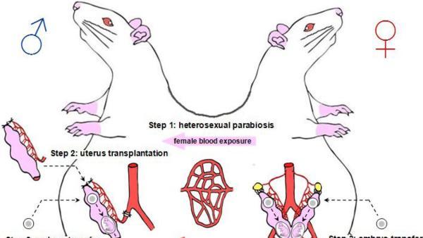中国科学家预发表“公鼠怀孕”研究：实验成功率3.68%