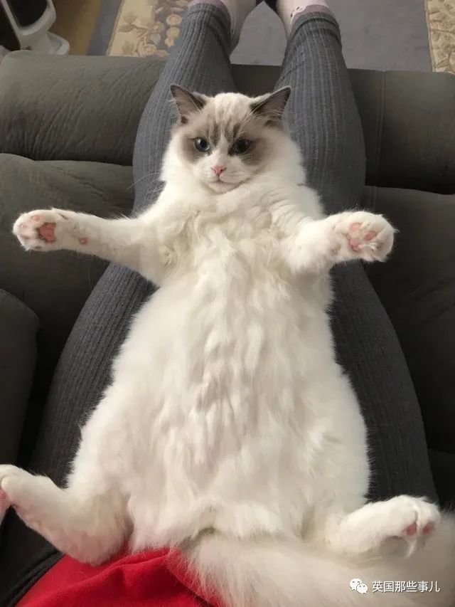 网友们分享的一波猫猫肚皮照好想rua