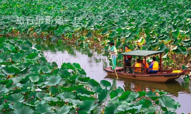 现实版的"云梦莲花坞",行走在其中,宛如世外桃源