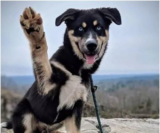 哈士奇没有一个铲屎官是我驯服不了的爱我你怕了吗