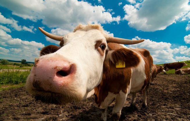 生肖牛:一生福星高照,好运长伴身边!是能笑到最后的人