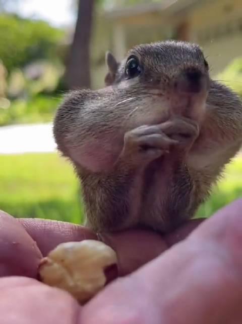 松鼠的嘴也太能塞了,腮帮子鼓鼓的全部打包带走