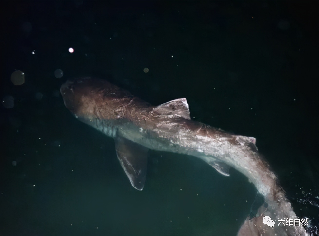 鲨,疑受伤才靠近海岸,目前仅有约200次记录|巨口|海岸|鲨鱼_新浪新闻