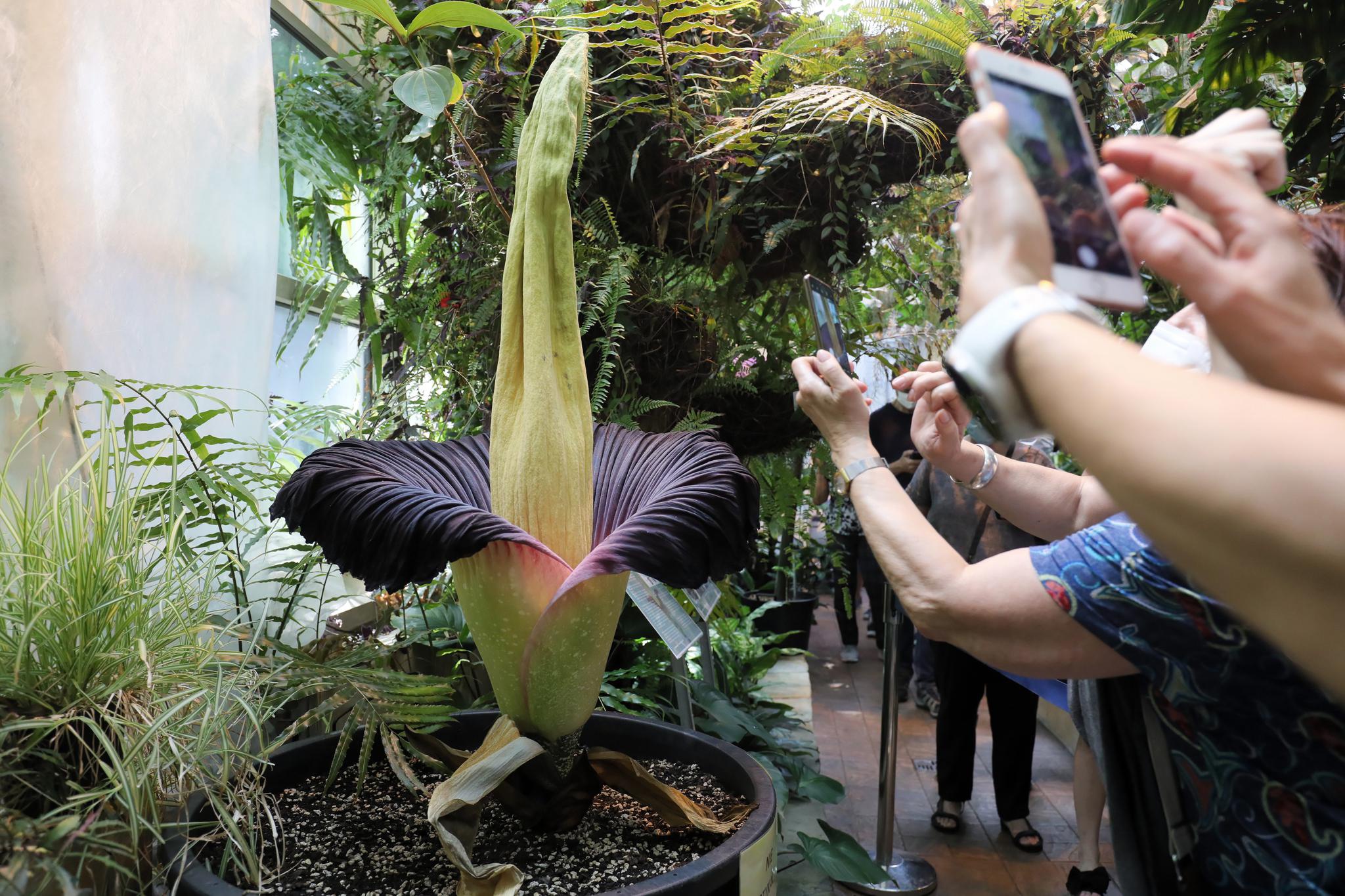 这是6月14日在波兰华沙大学植物园拍摄的开花的巨花魔芋.新华社/欧新