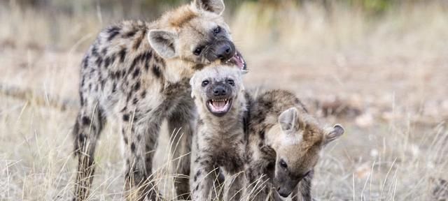鬣狗群居生活低级成员鲜有生育权该如何繁殖自己的后代