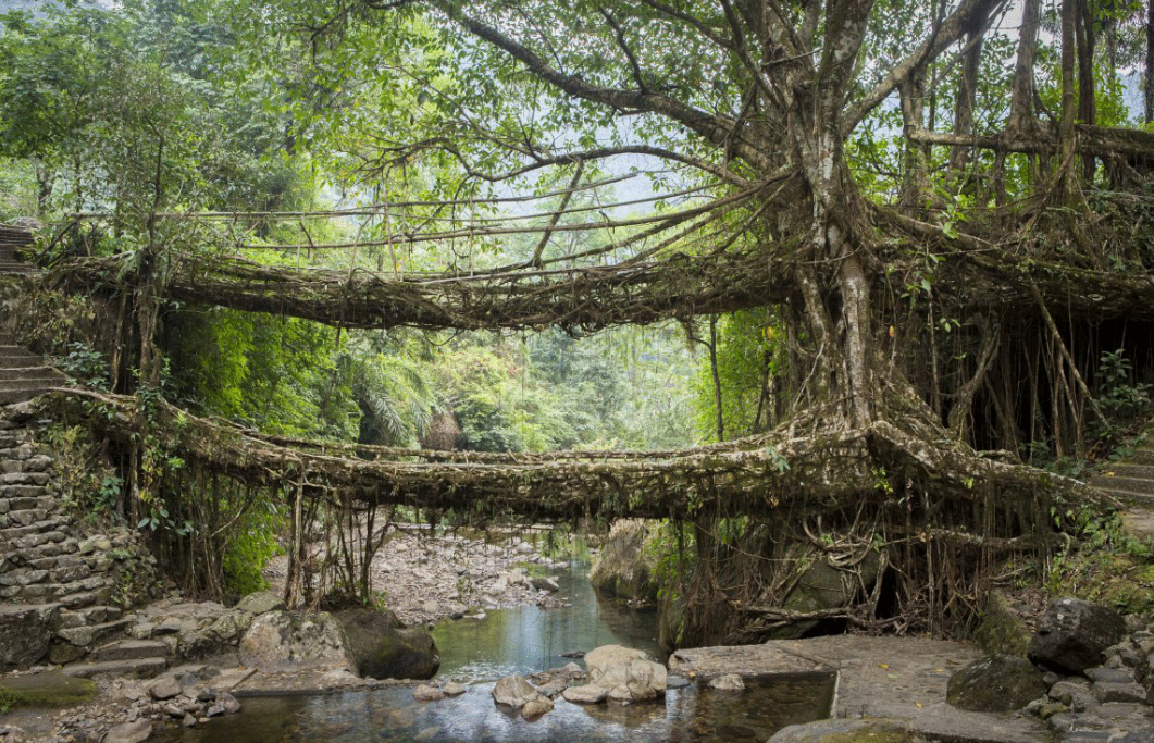 在印度北部的乞拉朋齐,有一种很神奇的木桥,它就位于大森林之中.