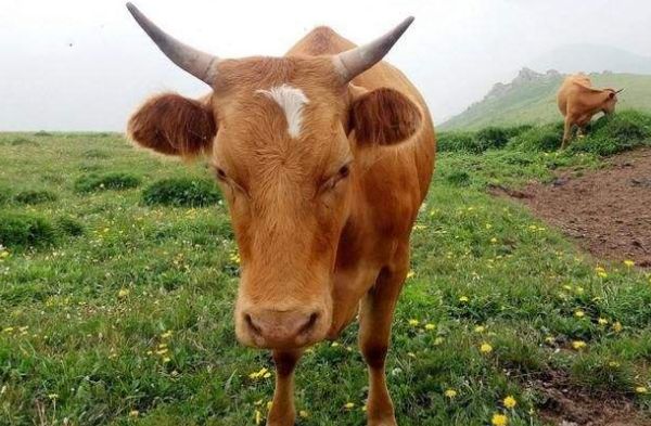 2021年即将到来生肖牛新一年需要注意哪些事情属牛人速看