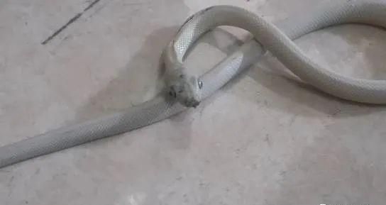 扬州一居民家出现一条白蛇,疑似玉米锦蛇,最后因受惊吓导致伤亡