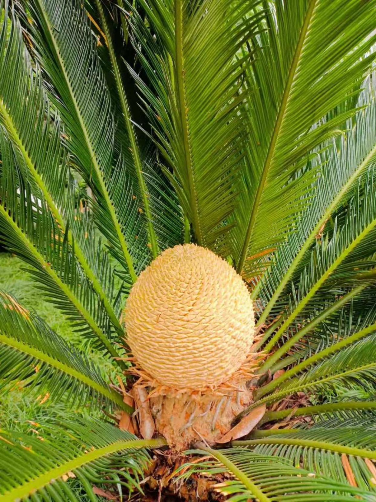 在武汉王家墩公园内共有约40株铁树,今年至少一半的铁树相继开花,开两