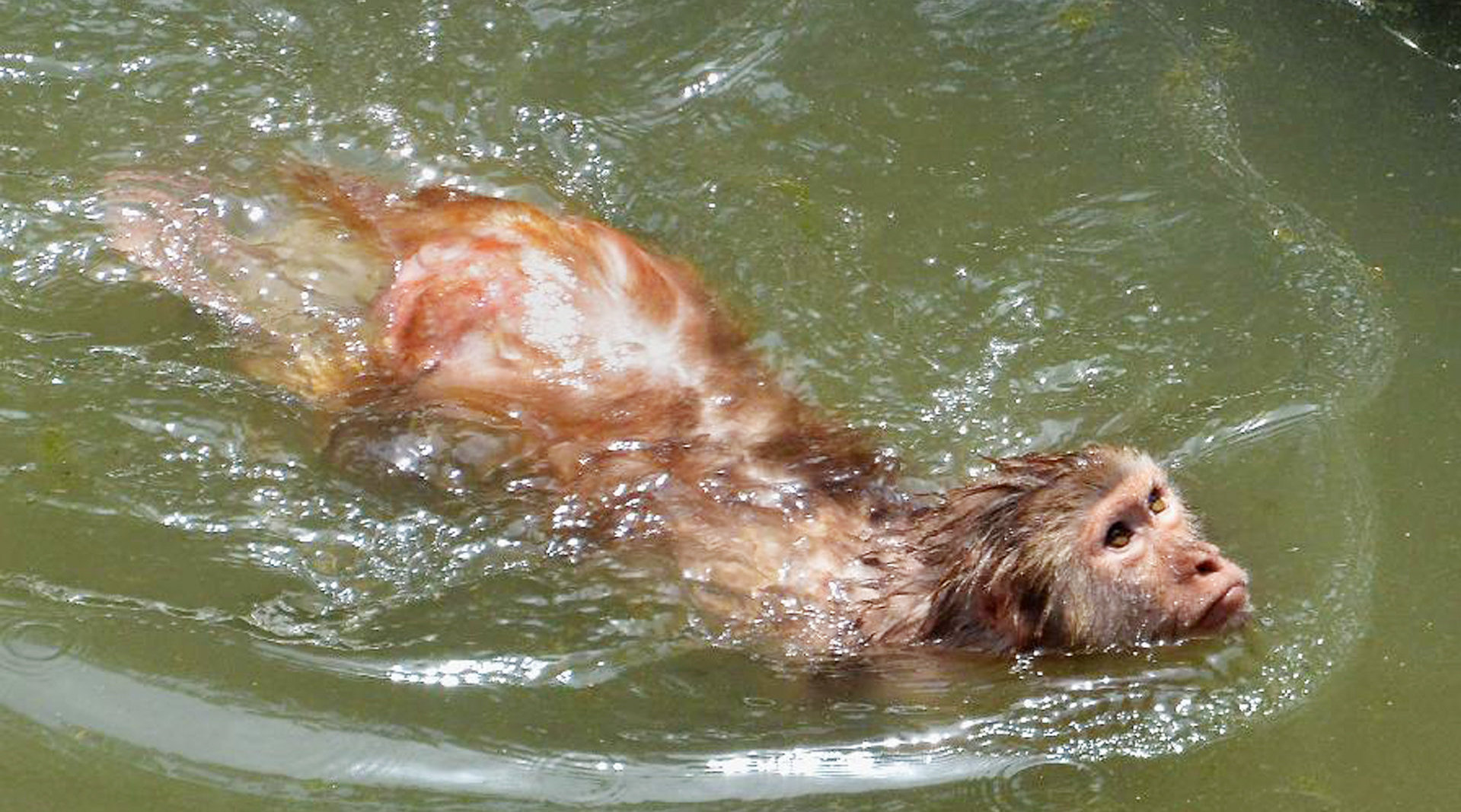 水鬼真的存在么?真的是民间俗称的水猴子?