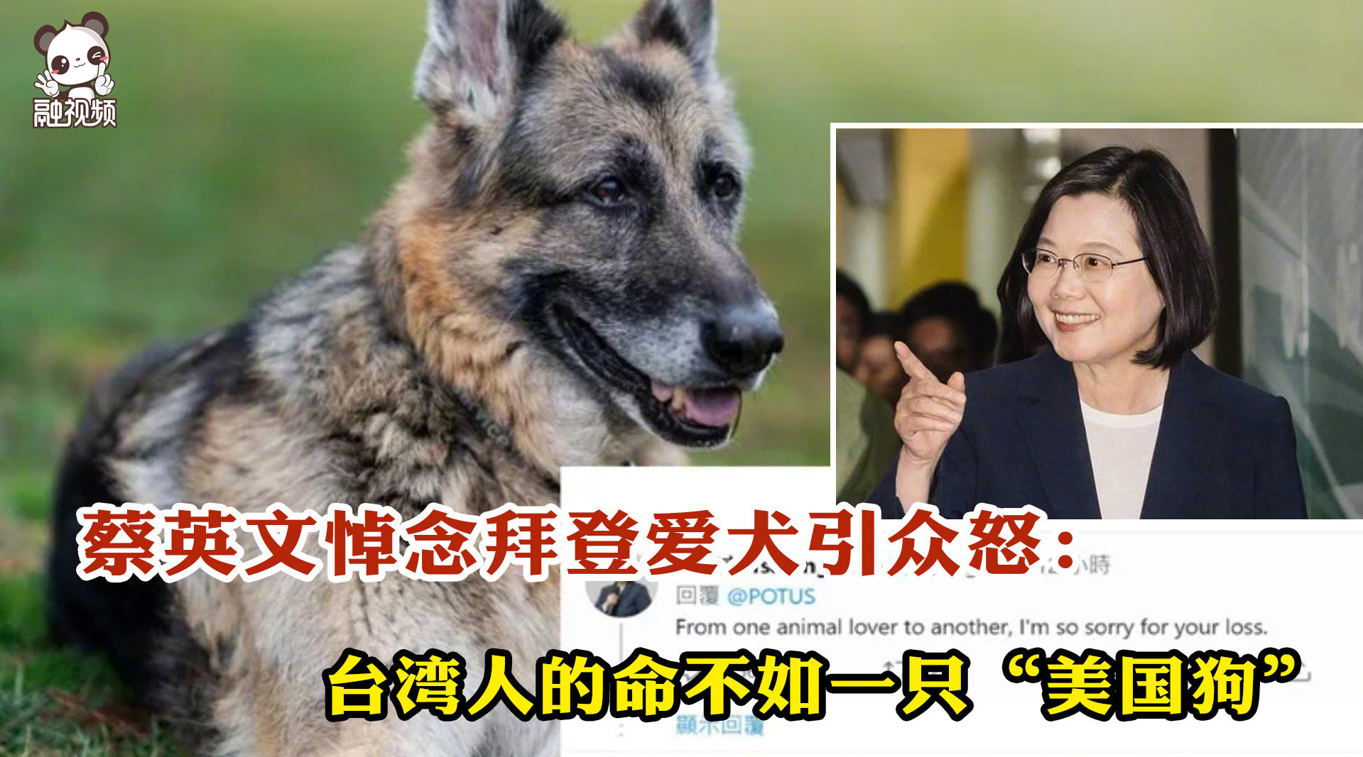 蔡英文悼念拜登爱犬引众怒 台湾人的命不如一只 美国狗 蔡英文悼念拜登爱犬引众怒 台湾人的命不如一只 美国狗