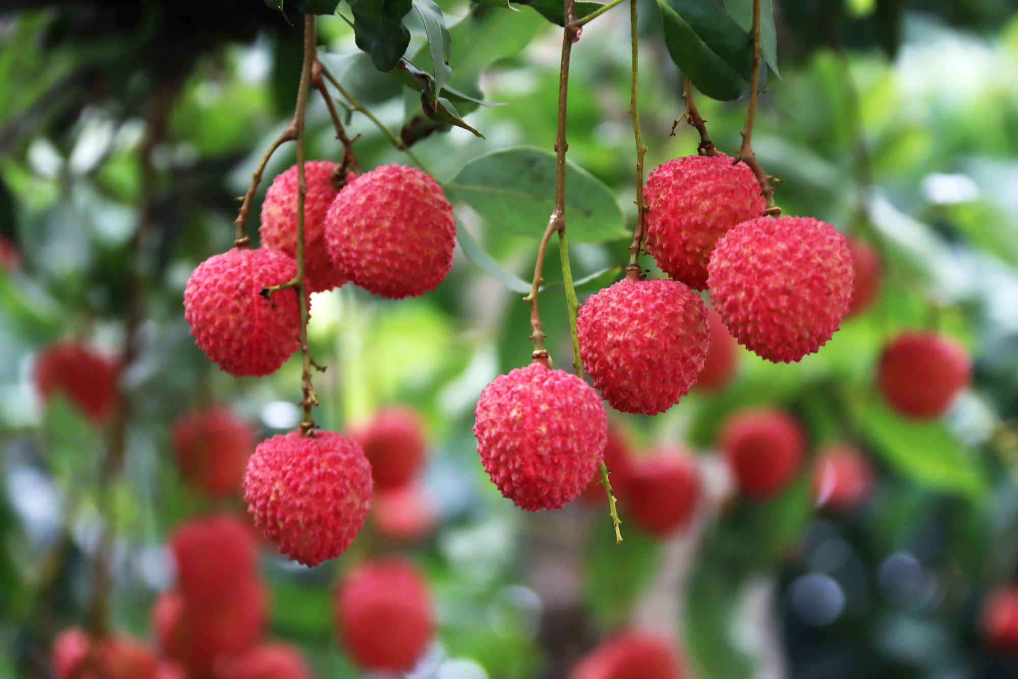 古往今来,荔枝作为岭南最负盛名的水果名扬海内外.