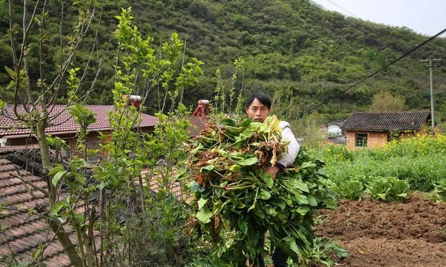 41岁男子种20多亩地,养5头母猪5头牛,因太害羞至今还单身休闲区蓝鸢梦想 - Www.slyday.coM 41岁男子种20多亩地,养5头母猪5头牛,因太害羞至今还单身休闲区蓝鸢梦想 - Www.slyday.coM
