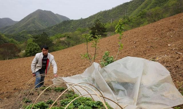 41岁男子种20多亩地,养5头母猪5头牛,因太害羞至今还单身休闲区蓝鸢梦想 - Www.slyday.coM 41岁男子种20多亩地,养5头母猪5头牛,因太害羞至今还单身休闲区蓝鸢梦想 - Www.slyday.coM