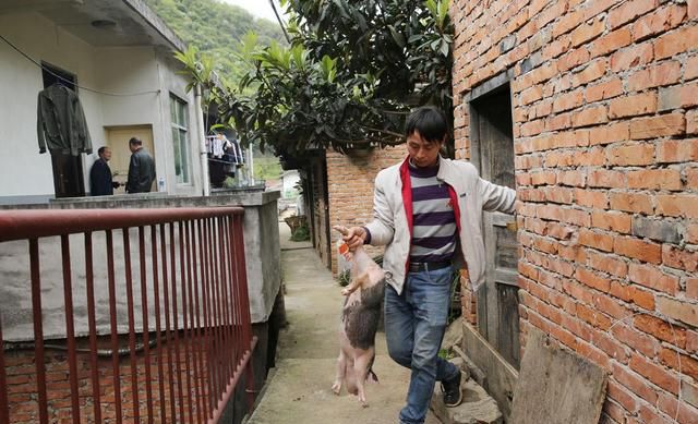 41岁男子种20多亩地,养5头母猪5头牛,因太害羞至今还单身休闲区蓝鸢梦想 - Www.slyday.coM 41岁男子种20多亩地,养5头母猪5头牛,因太害羞至今还单身休闲区蓝鸢梦想 - Www.slyday.coM